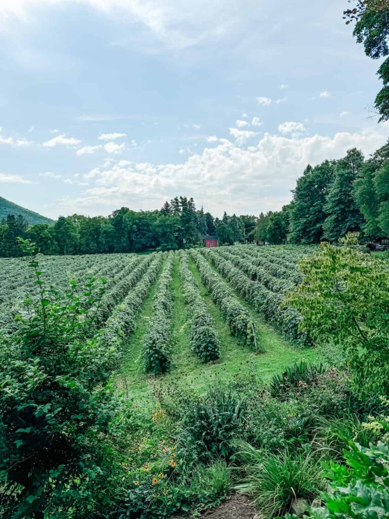 Rows of grapevines stretching across the landscape with a backdrop of trees and hills, basking in the afternoon sunlight under a clear blue sky.