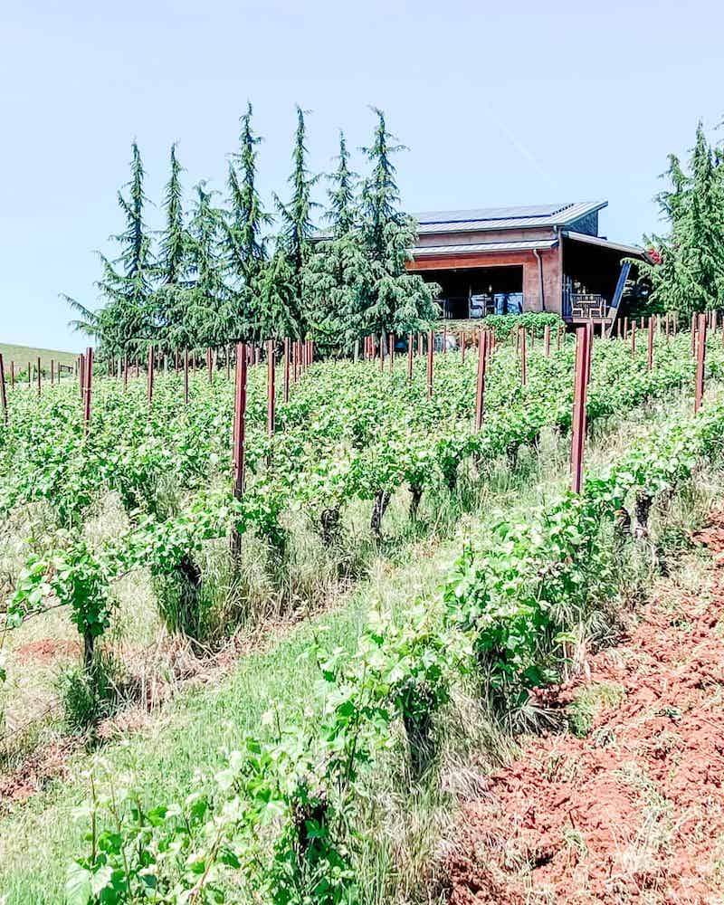 A wooden building nestled at the top of a hill, surrounded by tall pine trees and rows of grapevines that stretch along the slope leading up to the winery.