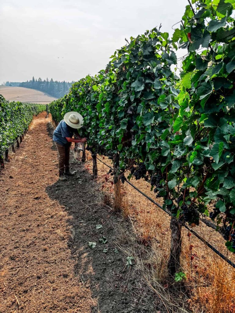 A vineyard worker wearing a wide-brimmed hat tends to lush green vines on a warm day. The vineyard rows stretch into the distance with rolling hills in the background.