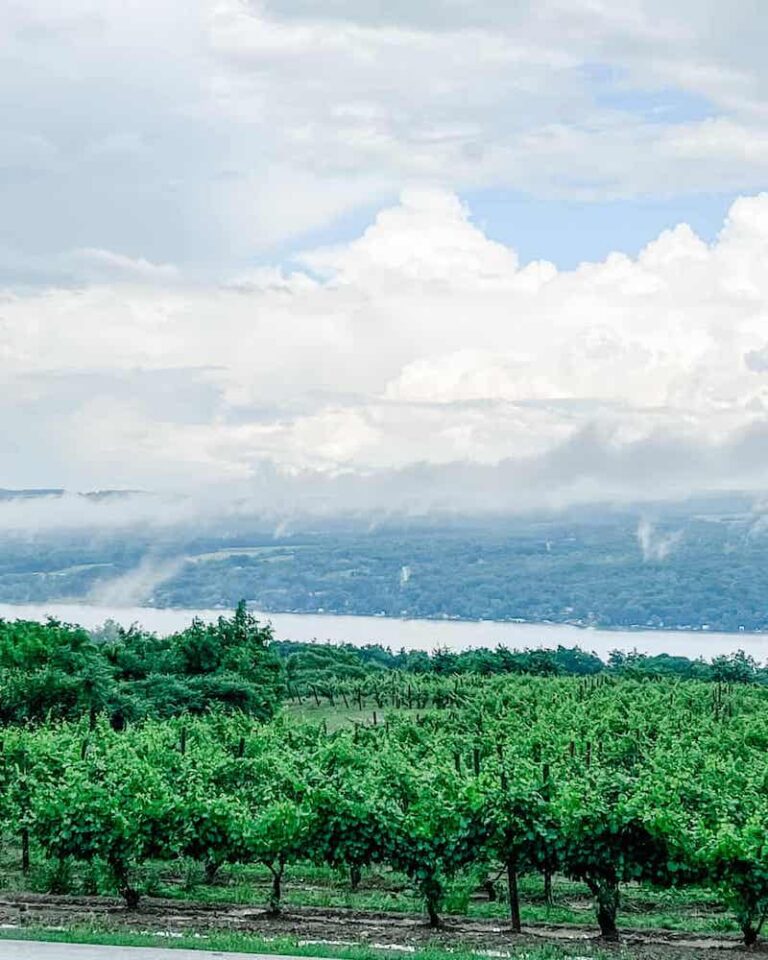 Scenic view of a lush vineyard in the Finger Lakes wine region, with rows of green grapevines in the foreground and Keuka Lake in the background, partially covered by low-hanging clouds and mist.