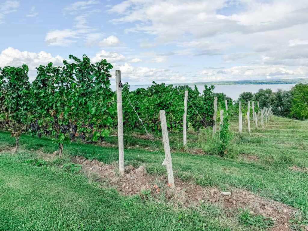 A Finger Lakes vineyard with lush green grapevines growing along wooden posts, overlooking scenic Cayuga lake under a partly cloudy sky.