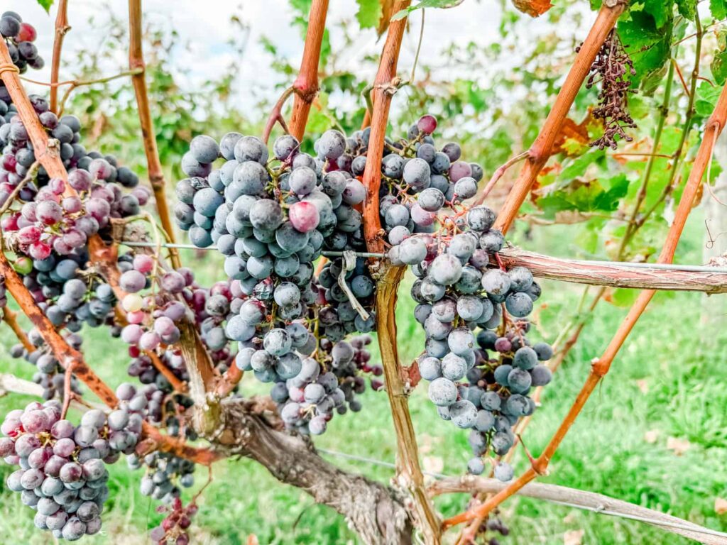 Close-up of ripe purple grapes hanging in clusters on a vine, surrounded by green leaves and set against a soft background of a Finger Lakes vineyard.