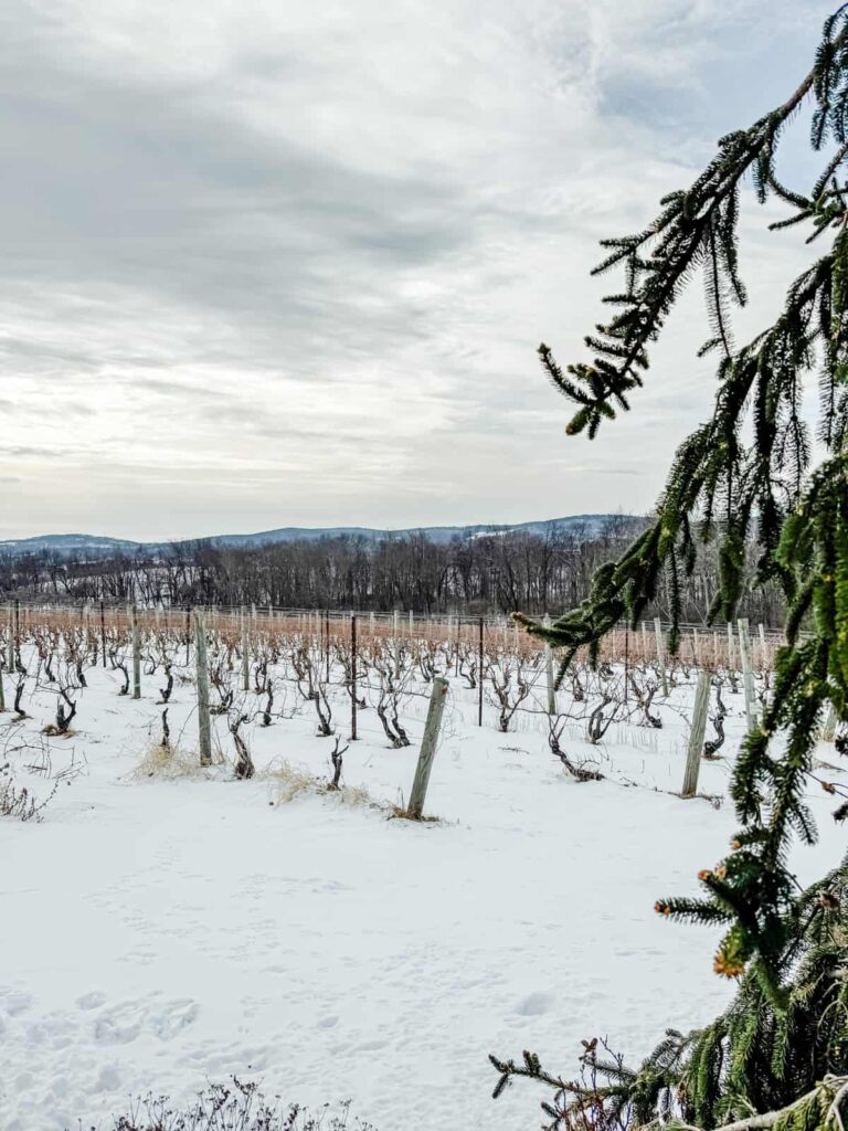 A winter vineyard scene with rows of dormant grapevines covered in snow, framed by the branches of an evergreen tree. Rolling hills and a cloudy sky complete the picturesque landscape.
