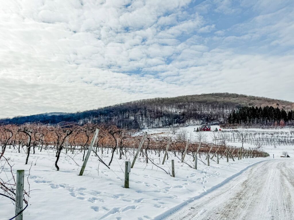 Snow-covered vineyard rows stretch alongside a winding dirt road in the Hudson Valley, with bare grapevines creating rhythmic lines against the white landscape. In the distance, a red barn-style building sits at the base of a wooded hillside under a cloud-streaked sky.