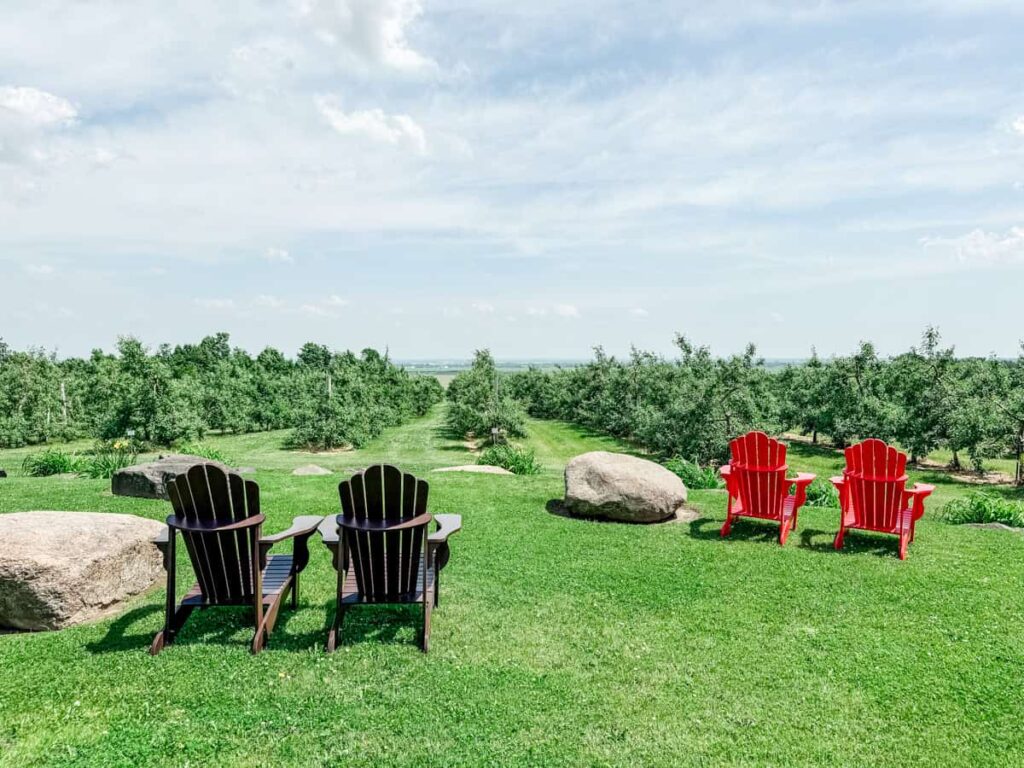 our Adirondack chairs—two red, two dark brown—set on a grassy hill overlooking rows of lush green apple trees and a distant horizon.