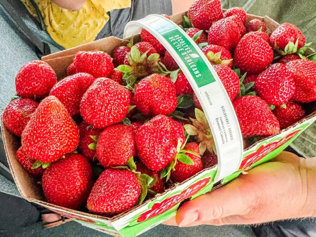 A hand holds a basket overflowing with fresh, organic strawberries labeled “Récoltes de l’Île d’Orléans,” showcasing local produce from Île d’Orléans.