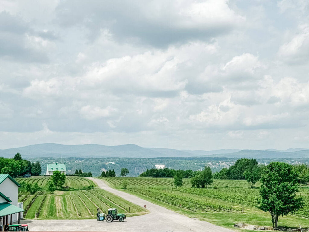 Rows of grapevines stretch toward the horizon at Vignoble Ste-Pétronille, with a tractor parked in the foreground and views of distant mountains under a cloudy sky.