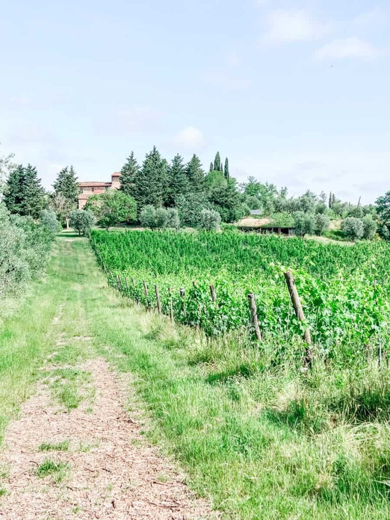 Vineyard with lush green grapevines along a dirt path, surrounded by tall trees and a scenic Tuscan estate under a bright blue sky.