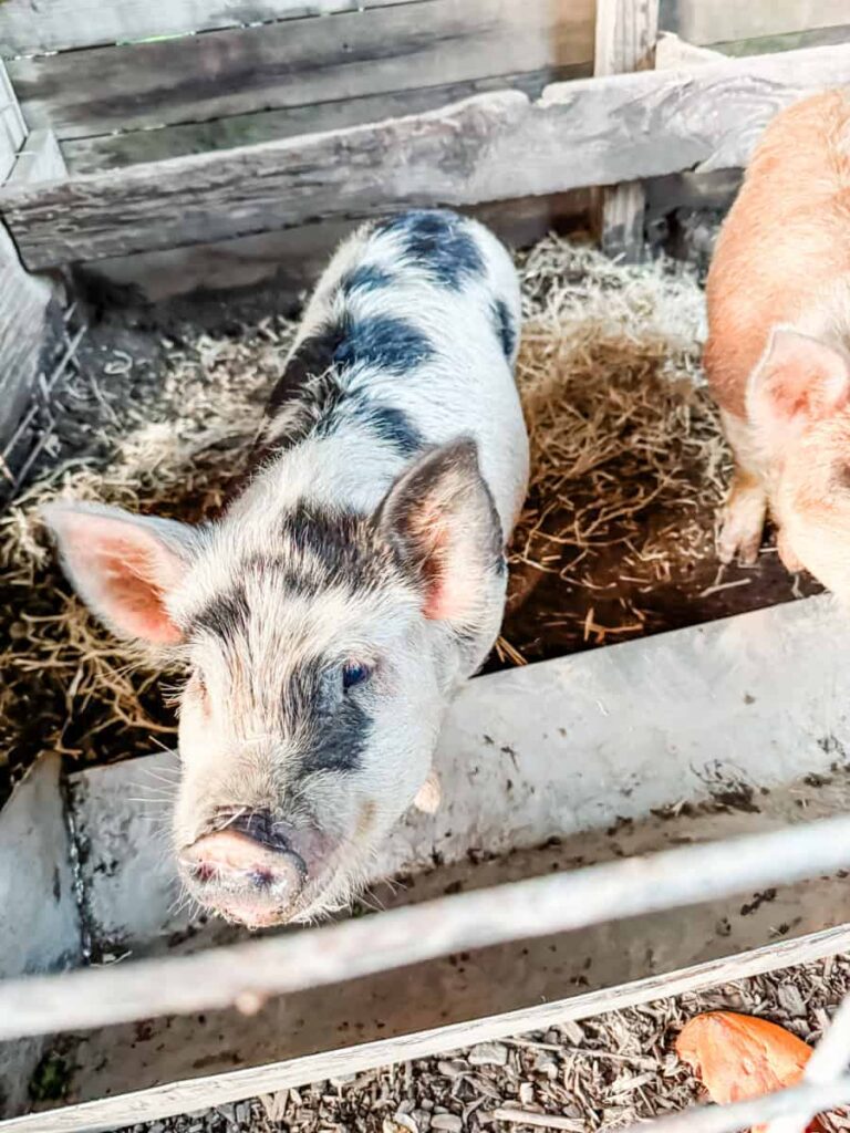 Close-up of a black-and-white spotted piglet in a pen at DaVero Farms & Winery, standing on straw with a curious look.