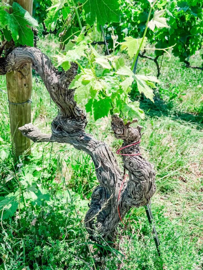 Old grapevine trunk with green leaves and supporting stakes at Poggio al Sole vineyard.