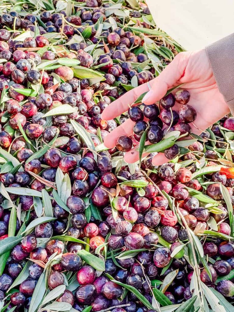 Close-up of a hand scooping ripe olives during harvest on Hvar, surrounded by leaves and sunlight.