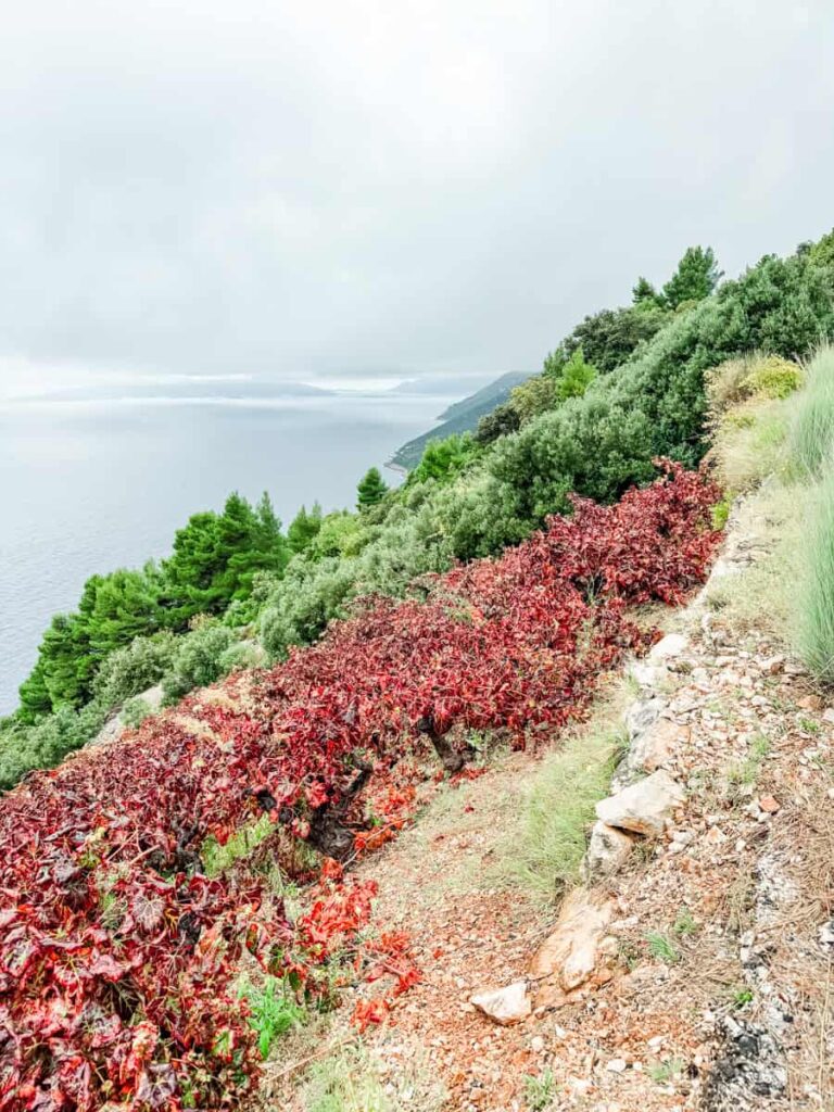 Steep Dingač vineyards on the Pelješac Peninsula, with rows of red autumn grapevines overlooking the Adriatic Sea and rugged coastal hills in the distance.