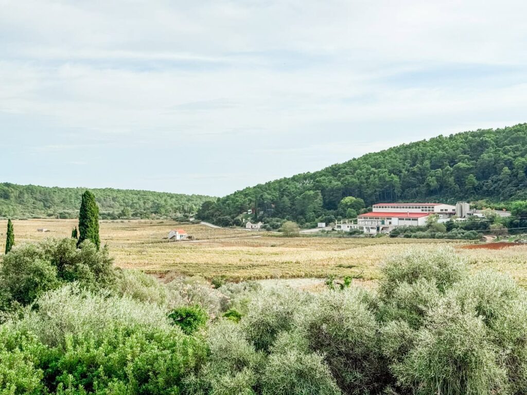 Pošip Čara vineyards on Korčula Island, with rolling fields, olive trees, and a winery building set against forested hills.